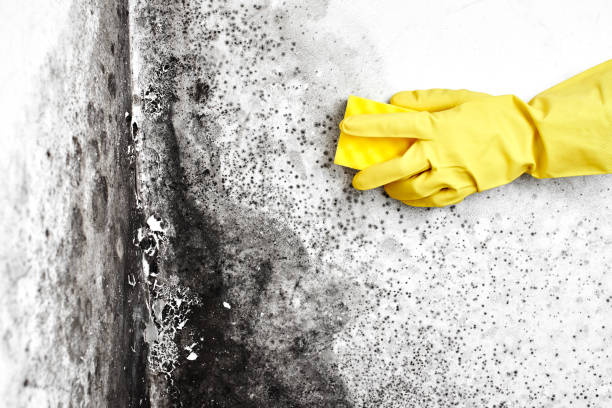 Mold Removal and Inspection in West Van Lear, KY