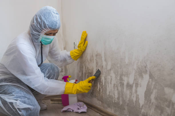 Best Home Mold Removal  in West Van Lear, KY