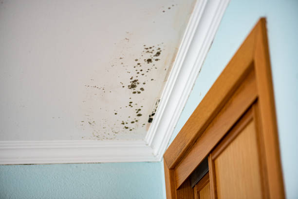 Best Fast Mold Removal  in West Van Lear, KY