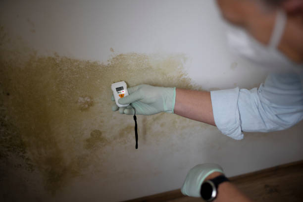Best Crawl Space Mold Removal  in West Van Lear, KY