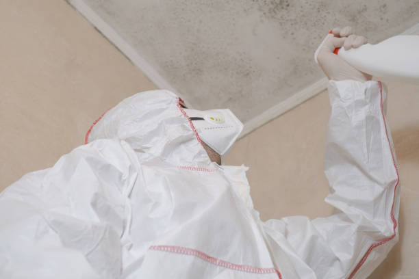Best Certified Mold Removal  in West Van Lear, KY
