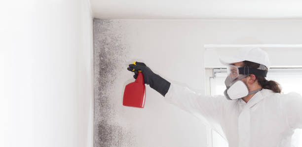 Trusted West Van Lear, KY Mold Removal Experts