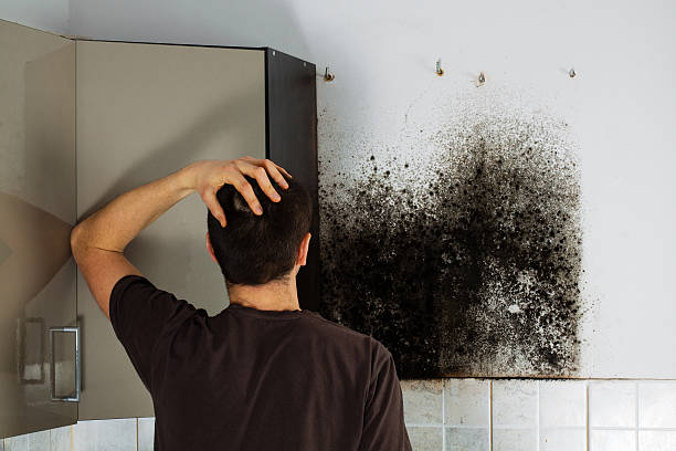 Best Affordable Mold Removal  in West Van Lear, KY