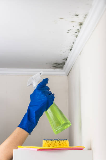 Best Mold Removal Company Near Me  in West Van Lear, KY